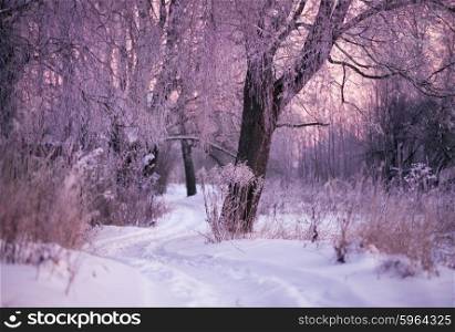 Winter Morning in Belarus. January near Minsk.. Winter Morning
