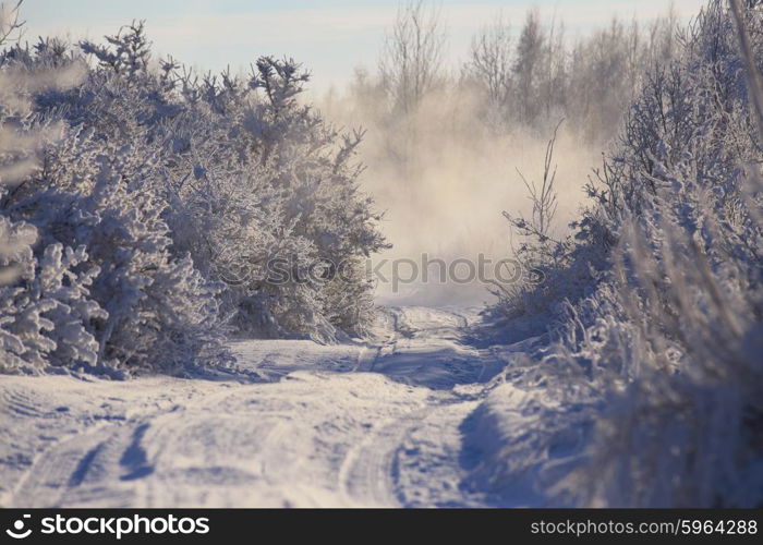 Winter Morning in Belarus. January near Minsk.. Winter Morning in Belarus.