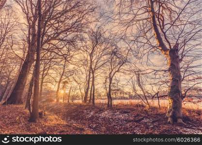 Winter morning in the forest with a beautiful sunrise