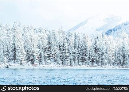 Winter mountain lake with snow-covered pine trees on the shore. Frosty weather, fog over the winter lake, a sharp decrease in temperature. A number of snow-covered trees on the river.