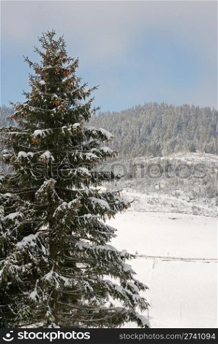 winter mountain landscape with big fir on a forefront
