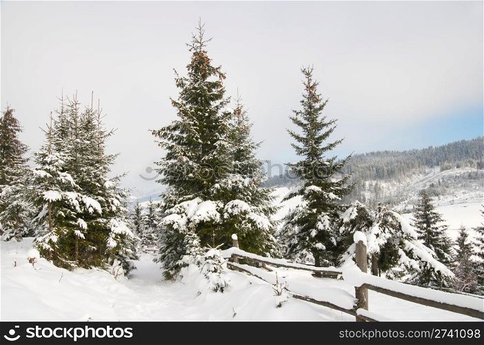 winter mountain landscape with big firs on a forefront