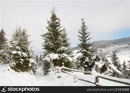 winter mountain landscape with big firs on a forefront