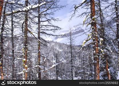 Winter mountain landscape with eastern larch trees in Canadian Rockies