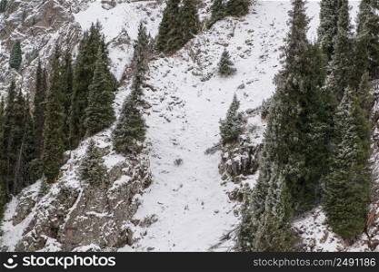 winter mountain landscape with pine trees. snowy mountains with trees