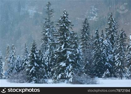 Winter mountain landscape with snowy fir forest.