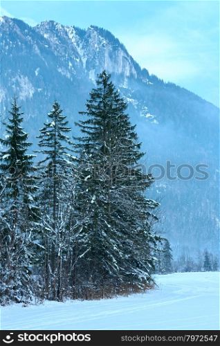 Winter mountain landscape with snowy fir forest.