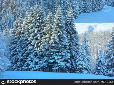 Winter mountain landscape with snowy fir forest on slope (Austria, Bavaria).
