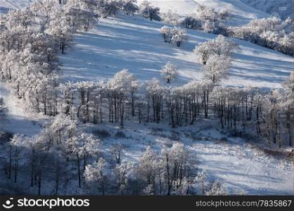 Winter mountain landscape with trees on the hill. Carpathian Mountains, Ukraine
