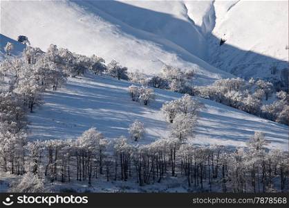 Winter mountain landscape with trees on the hill. Carpathian Mountains, Ukraine