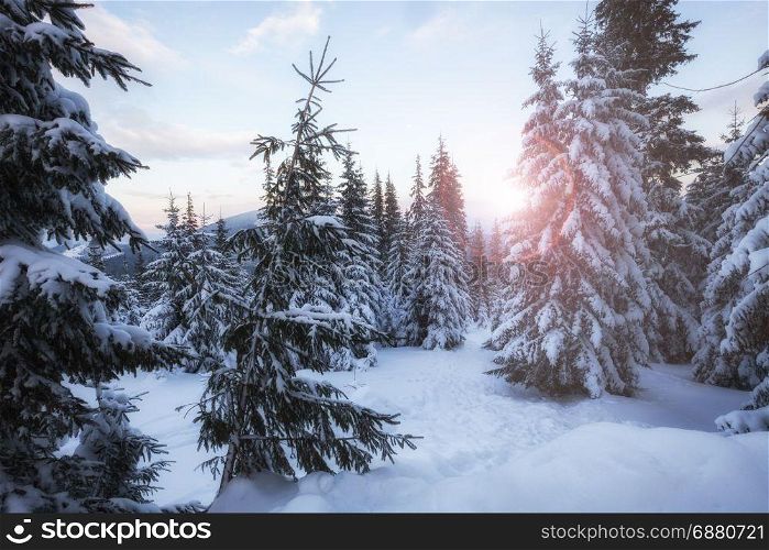 Winter mountain snowy forest