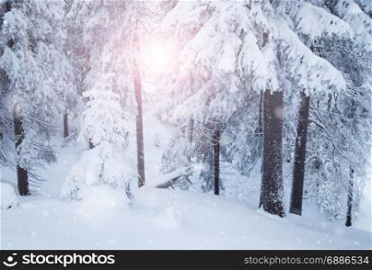 Winter mountain snowy forest