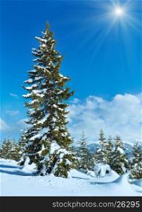 Winter mountain snowy sunshiny landscape with fir trees.