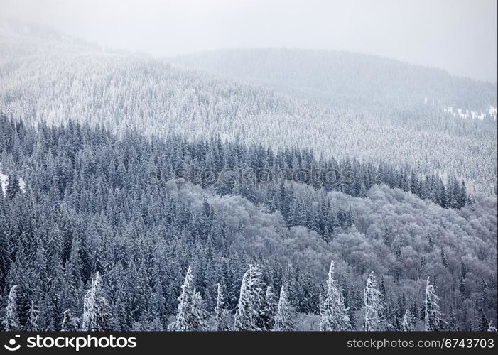 Winter mountain woods. Great Smoky Mountain National Park, Tennessee, USA