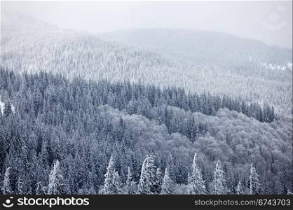 Winter mountain woods. Great Smoky Mountain National Park, Tennessee, USA
