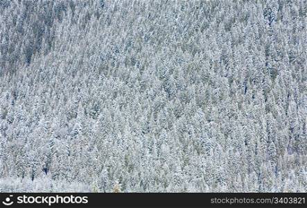 winter mountainside with rime and snow covered spruce trees forest