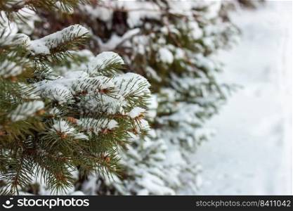 Winter natural background with snow-covered spruce branch.. Snow-covered tree branch.