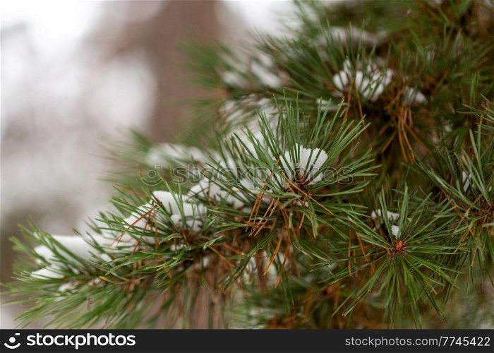 winter, nature and floral concept - close up of snowy pine tree branches in forest. close up of snowy pine branches in winter forest