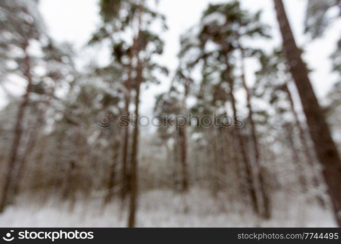 winter, nature and season concept - blurred landscape of snowy pine forest in estonia. blurred landscape of snowy pine forest in winter