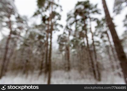 winter, nature and season concept - blurred landscape of snowy pine forest in estonia. blurred landscape of snowy pine forest in winter