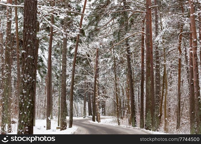 winter, nature and season concept - road in snowy pine forest. winter road in snowy pine forest