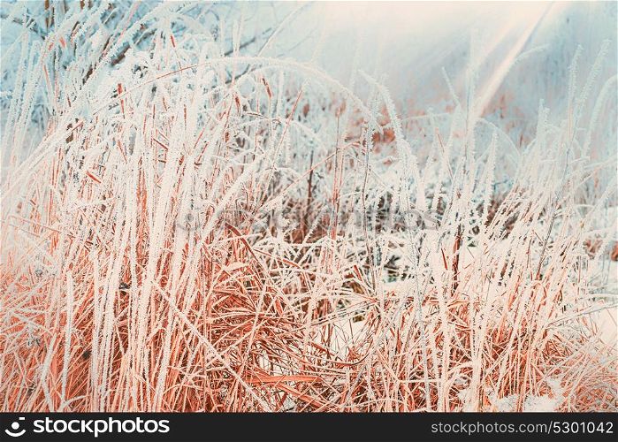 Winter nature background with close up of frozen and snow covered grass