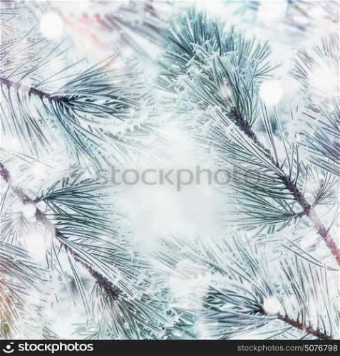 Winter nature background with frame Frozen Branches of cedars or fir with snow, outdoor