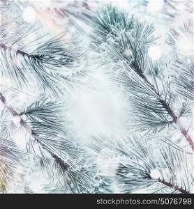 Winter nature background with frame Frozen Branches of cedars or fir with snow, outdoor