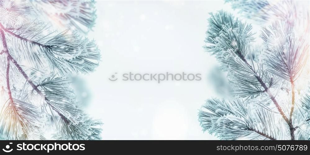 Winter nature background with Frozen Branches of cedars or fir with snow, outdoor , banner