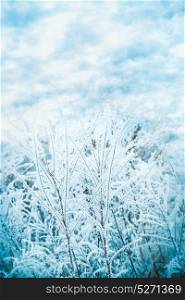 Winter nature background with frozen grass at beautiful sky background