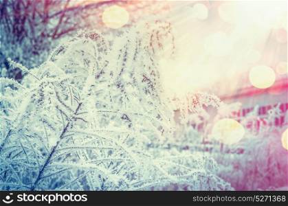 Winter nature background with frozen plants at beautiful sunbeam background with bokeh