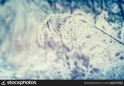 Winter nature background with Grass and twigs covered with hoar frost and snow