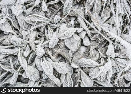Winter nature background with leaves of plant covered in white hoar frost and ice crystal formation, top view