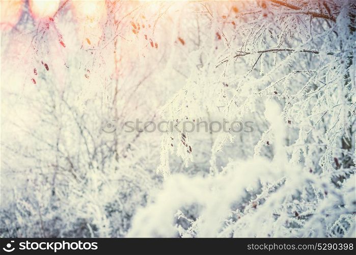 Winter nature background with snow covered plants and grasses at sun light background with bokeh