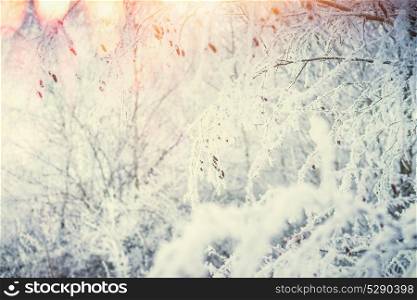 Winter nature background with snow covered plants and grasses at sun light background with bokeh