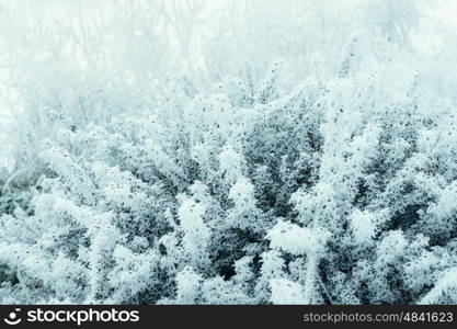 Winter nature background with twigs covered in white hoar frost