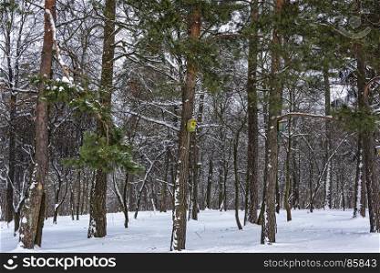 Winter nature. Birdhouses for birds in the winter forest