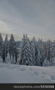 winter nature landscape mountaint with tree and fresh snow