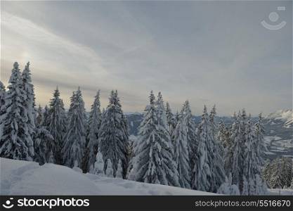 winter nature landscape mountaint with tree and fresh snow