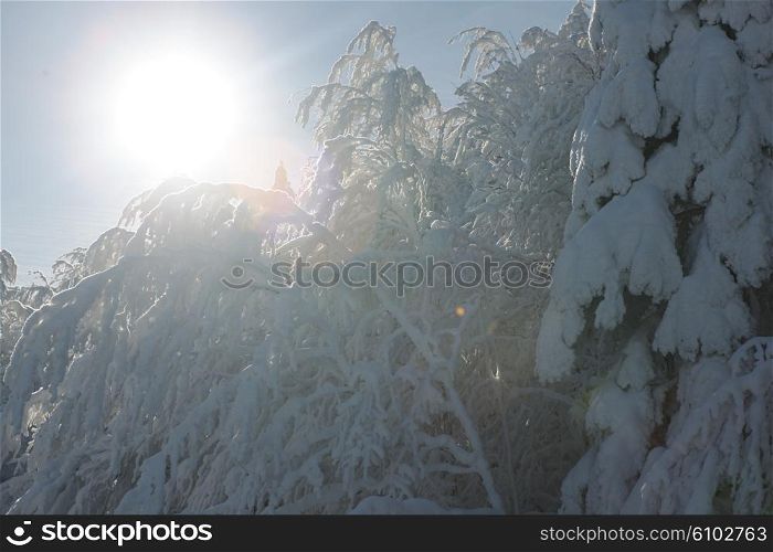 winter nature scene, fresh snow on bare branches in mountain at sunny day