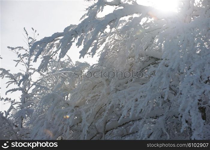 winter nature scene, fresh snow on bare branches in mountain at sunny day