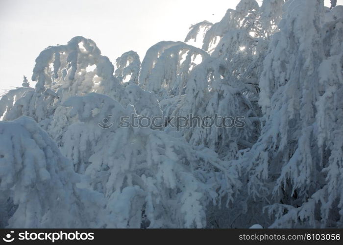 winter nature scene, fresh snow on bare branches in mountain at sunny day