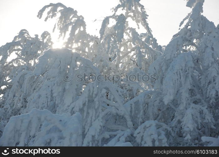 winter nature scene, fresh snow on bare branches in mountain at sunny day