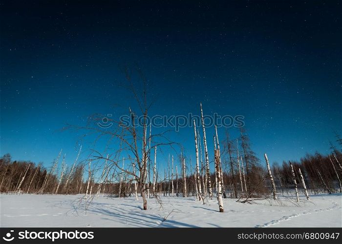 Winter night landscape with woods and dead trees under starry sky