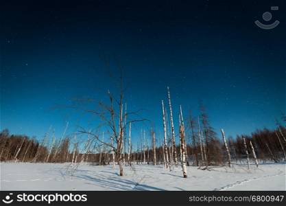 Winter night landscape with woods and dead trees under starry sky