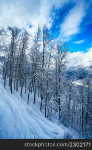 winter panorama of mountain forest with snow covered fir trees