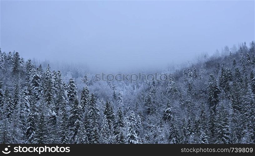 Winter panoramic background. Fir trees covered with snow on a snowy hill and white cloudy sky. Free space. Winter background.