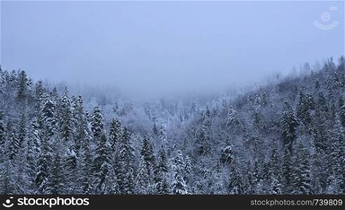 Winter panoramic background. Fir trees covered with snow on a snowy hill and white cloudy sky. Free space. Winter background.