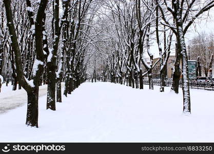 winter park with many big trees and path. winter beautiful park with many big trees and path