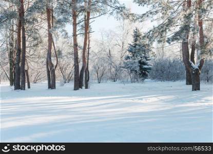 Winter park with snow-covered pine trees at clear frosty morning